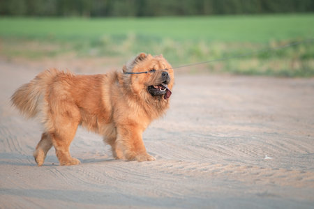 A beautiful purebred chow-chow dog on a walk in a summer park.の写真素材