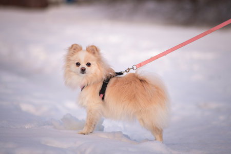 Portrait of a beautiful purebred spitz on a walk in the snow.の写真素材
