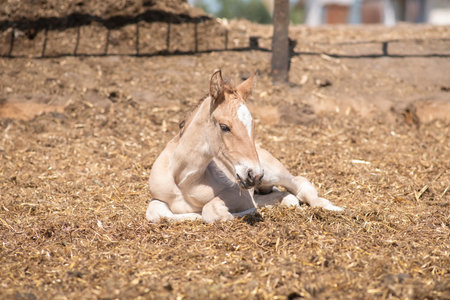 Thoroughbred horses on a farm in summer.の写真素材
