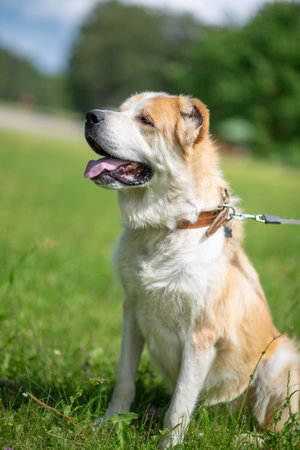 Cute mixed breed dog outdoors in the nature on a sunny day.