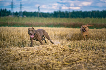 Cheerful American Pit Bull Terrier frolics on a summer field.