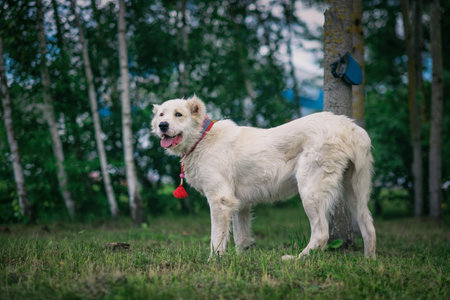 White dog with red collar standing on the green grass in the park