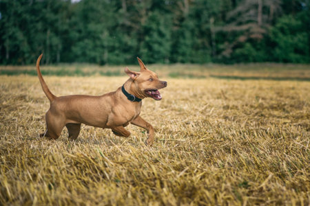 Cheerful American Pit Bull Terrier frolics on a summer field.