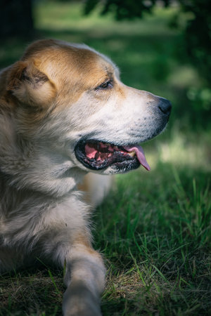Portrait of a dog lying on the grass in the park.の写真素材