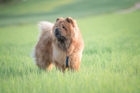 A beautiful chow-chow dog on a walk in the summer.の写真素材