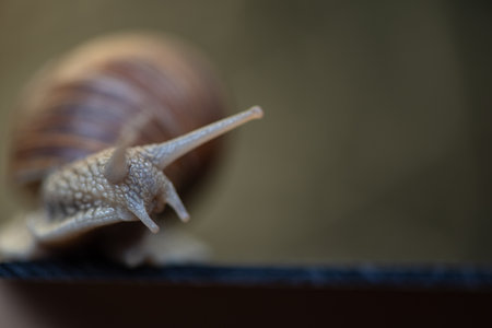 Snail photographed close up.の写真素材