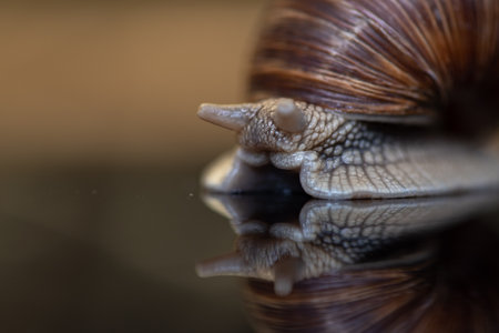 Snail photographed close up.の写真素材