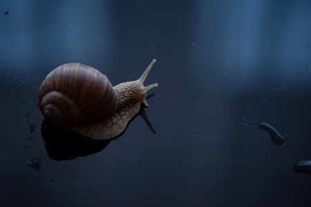 French snail photographed close up.の写真素材