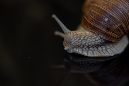 Snail photographed close up.の写真素材