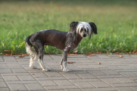 Beautiful purebred Chinese Crested dog on a walk.の写真素材