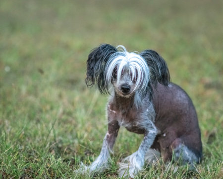 Beautiful purebred Crested dog on a walk.の写真素材