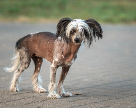 Beautiful purebred Crested dog on a walk.の写真素材