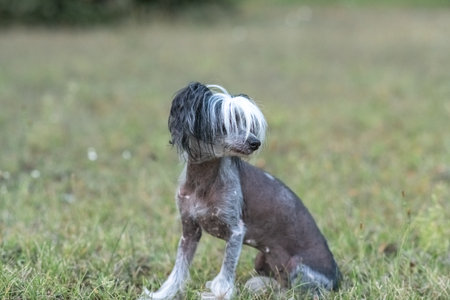 Beautiful purebred dog on a walk.