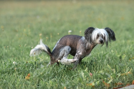 Beautiful purebred Chinese Crested dog on a walk.の写真素材