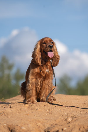 A beautiful cocker spaniel sits on the ground.の写真素材