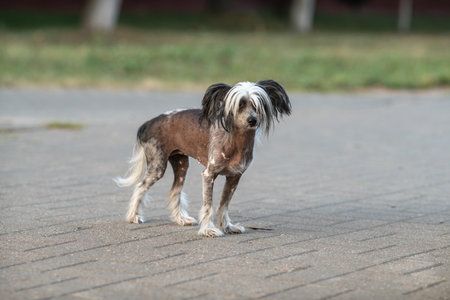 Beautiful purebred Chinese Crested dog on a walk.の写真素材