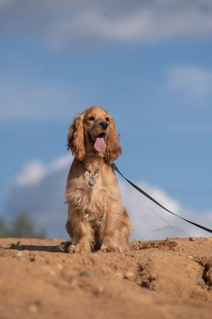 A beautiful purebred dog sits on the ground.の写真素材