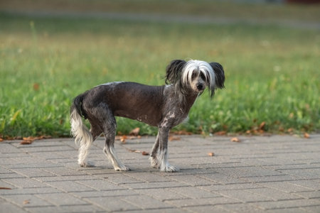 Beautiful purebred Chinese Crested dog on a walk.の写真素材