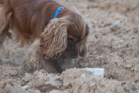 A beautiful purebred dog plays in a field.の写真素材
