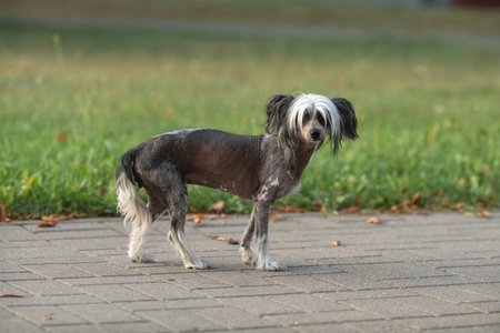 Beautiful purebred Chinese Crested dog on a walk.の写真素材