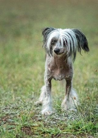 Beautiful purebred Chinese Crested dog on a walk.の写真素材