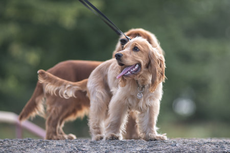 A beautiful purebred cocker spaniel plays in an autumn field.