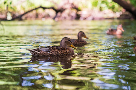 Beautiful ducks swim in the autumn pond.の写真素材