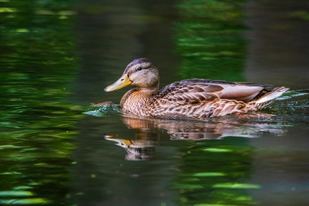 Beautiful ducks swim in the autumn pond.の写真素材