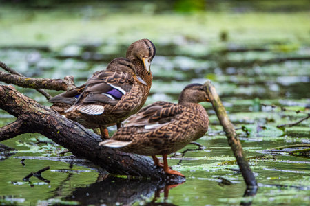 Beautiful ducks swim in the autumn pond.の写真素材