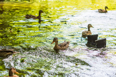 Beautiful ducks swim in the autumn pond.の写真素材