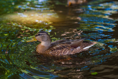Beautiful ducks swim in the autumn pond.の写真素材