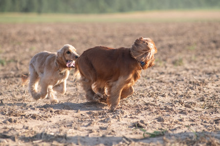 A beautiful purebred cocker spaniel plays in an autumn field.の写真素材
