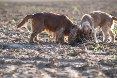 A beautiful purebred cocker spaniel plays in an autumn field.の写真素材