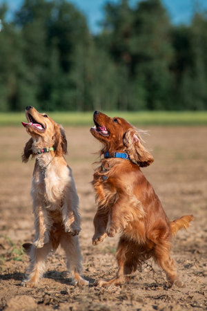 A beautiful cocker spaniel plays on the field.