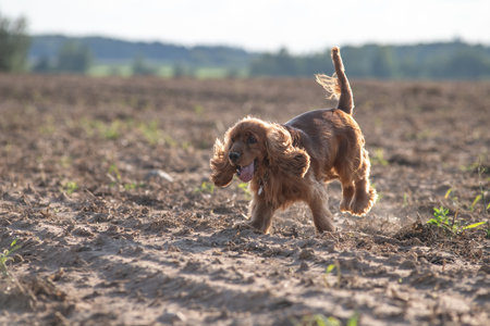 A beautiful cocker spaniel plays on the field.の写真素材
