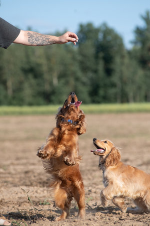 A beautiful cocker spaniel plays on the field.の写真素材