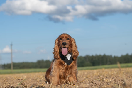 A beautiful cocker spaniel plays on the field.の写真素材