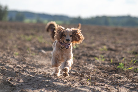 A beautiful purebred cocker spaniel plays in an autumn field.の写真素材