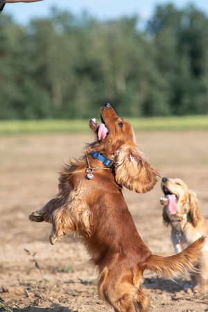 A beautiful dog plays on the field.の写真素材