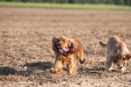 A beautiful cocker spaniel plays in an autumn field.の写真素材