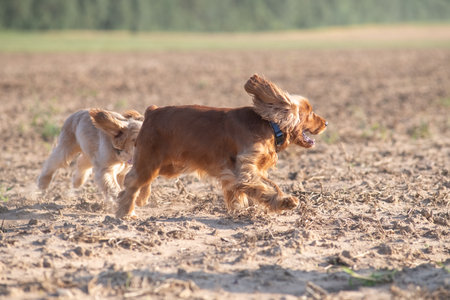 A beautiful purebred cocker spaniel plays in an autumn field.の写真素材