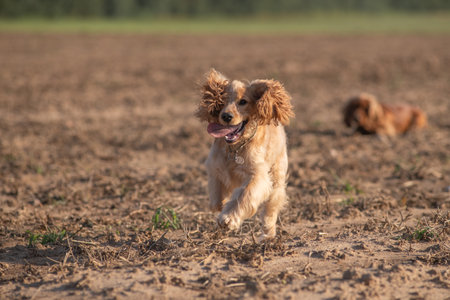 A beautiful cocker spaniel plays on the field.の写真素材