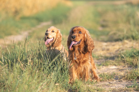 A beautiful cocker spaniel plays on the field.の写真素材