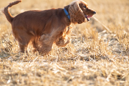 A beautiful cocker spaniel plays on the field.の写真素材