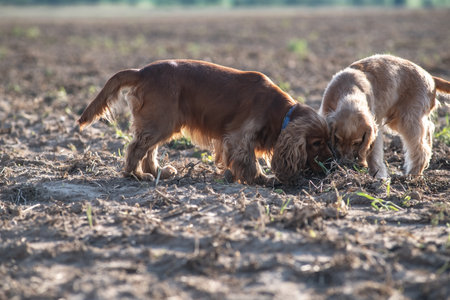 Two dogs play in an autumn field.の写真素材