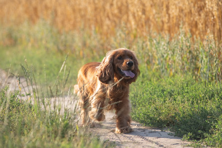 A beautiful cocker spaniel plays on the field.の写真素材