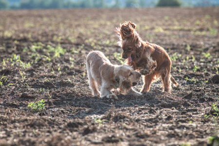 A beautiful cocker spaniel plays on the field.の写真素材