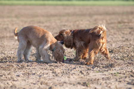 Two purebred cocker spaniels play in a field.