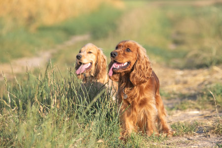 A beautiful cocker spaniel plays on the field.の写真素材