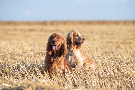 A beautiful purebred cocker spaniel plays in an autumn field.の写真素材